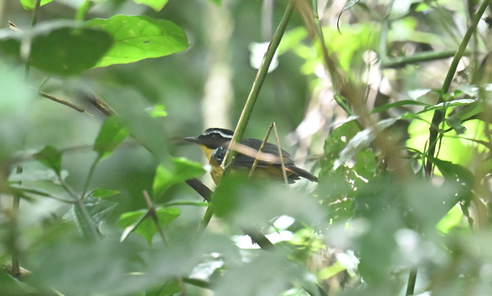 Western Kenya Custom Birding Tour