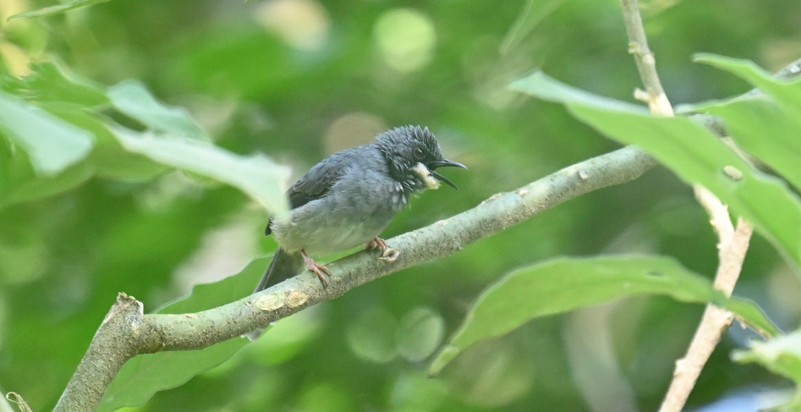 Western Kenya Custom Birding Tour