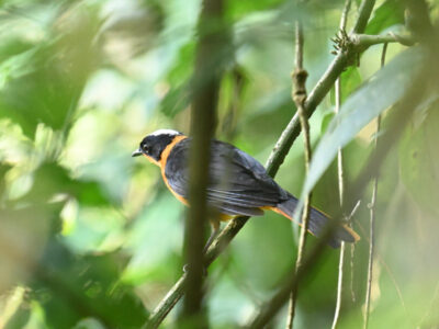 Kakamega Forest Birding Day Tour