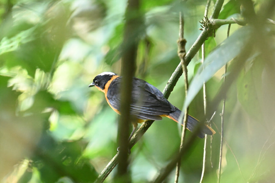 Western Kenya Custom Birding Tour