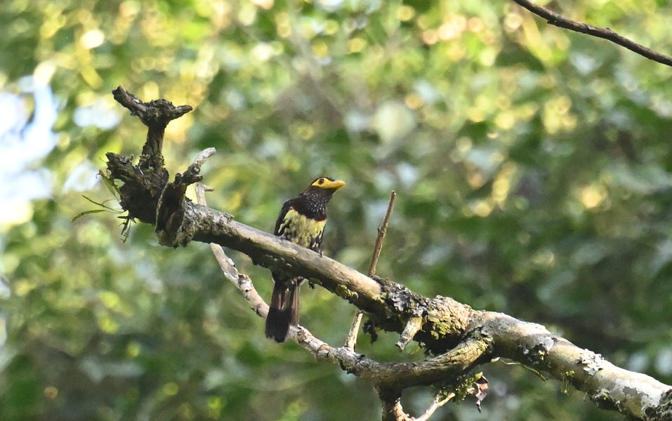 Western Kenya Custom Birding Tour