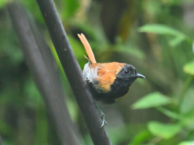 Western Kenya Birding Tour 