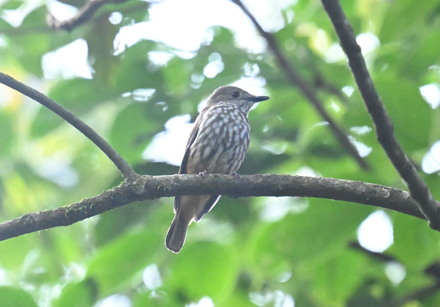 Western Kenya Custom Birding Tour