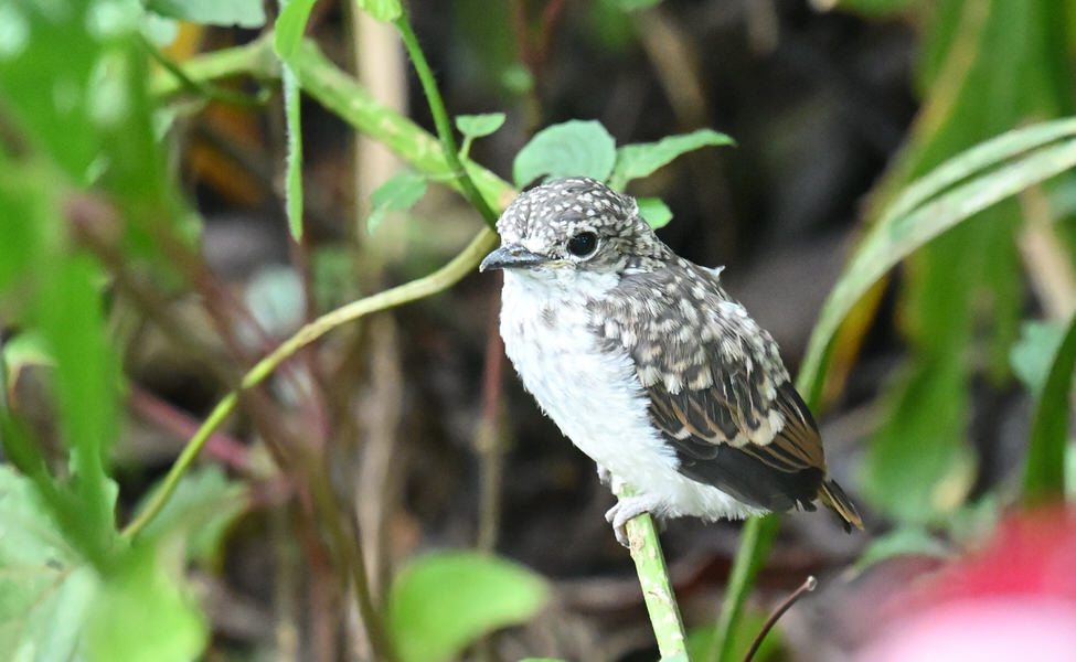 Western Kenya Custom Birding Tour