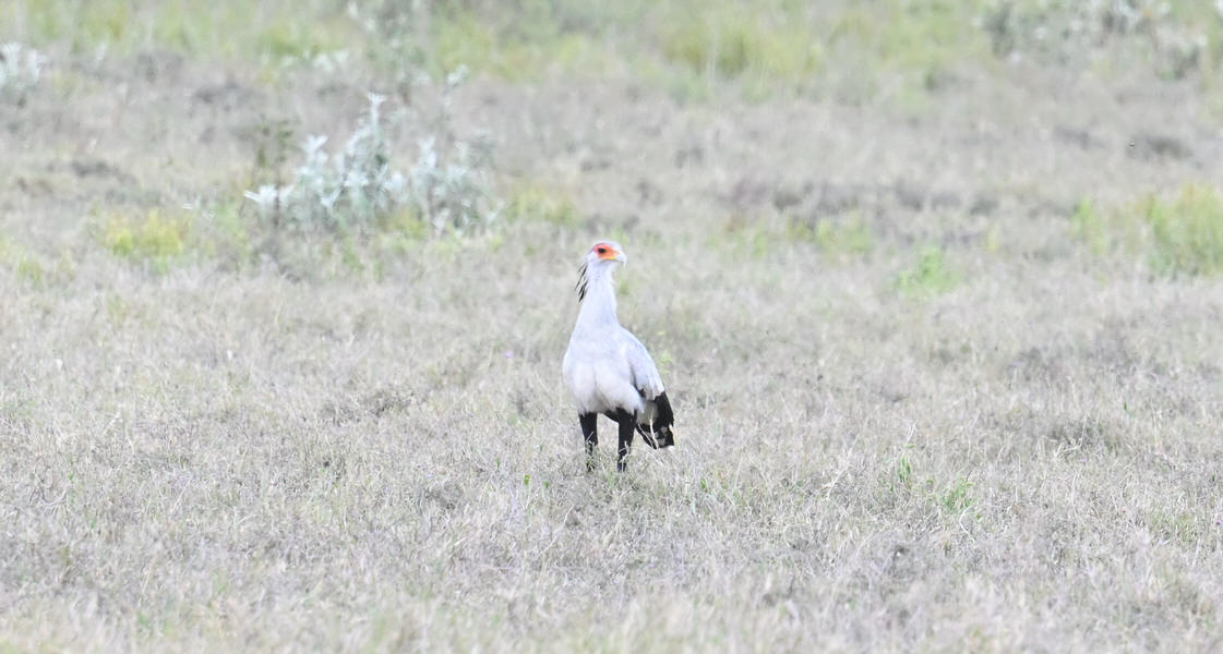 Western Kenya Custom Birding Tour