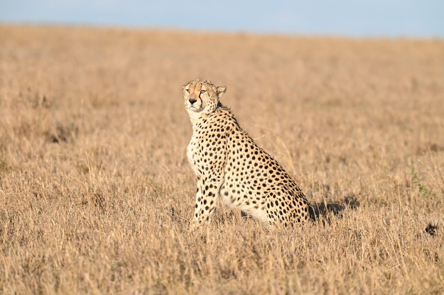 Kenya Birding and Big Game Tour