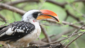 Kenya Birding and Big Game Tour