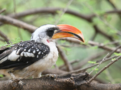Kenya Birding and Big Game Tour Kitale and Kongelai Escarpment Birding Day Tour