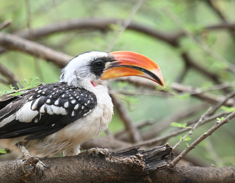 Kenya Birding and Big Game Tour