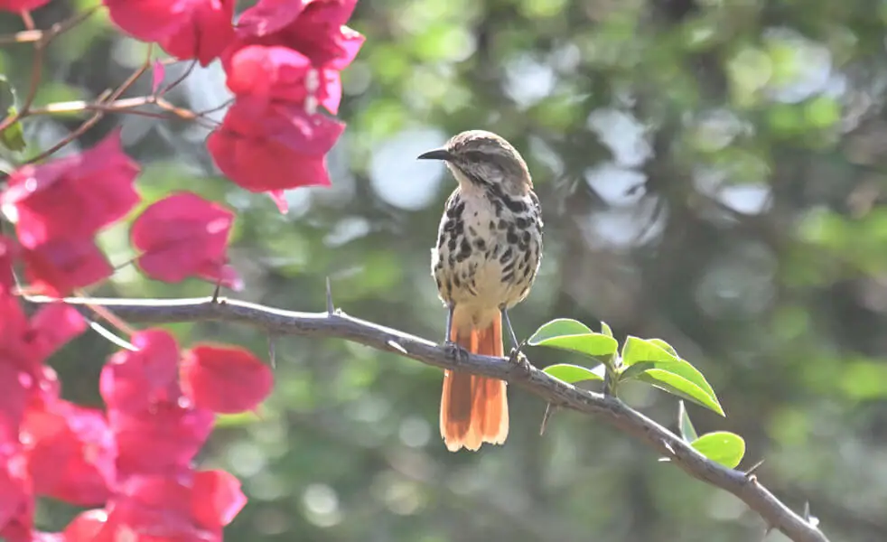 Uganda Birding Tour