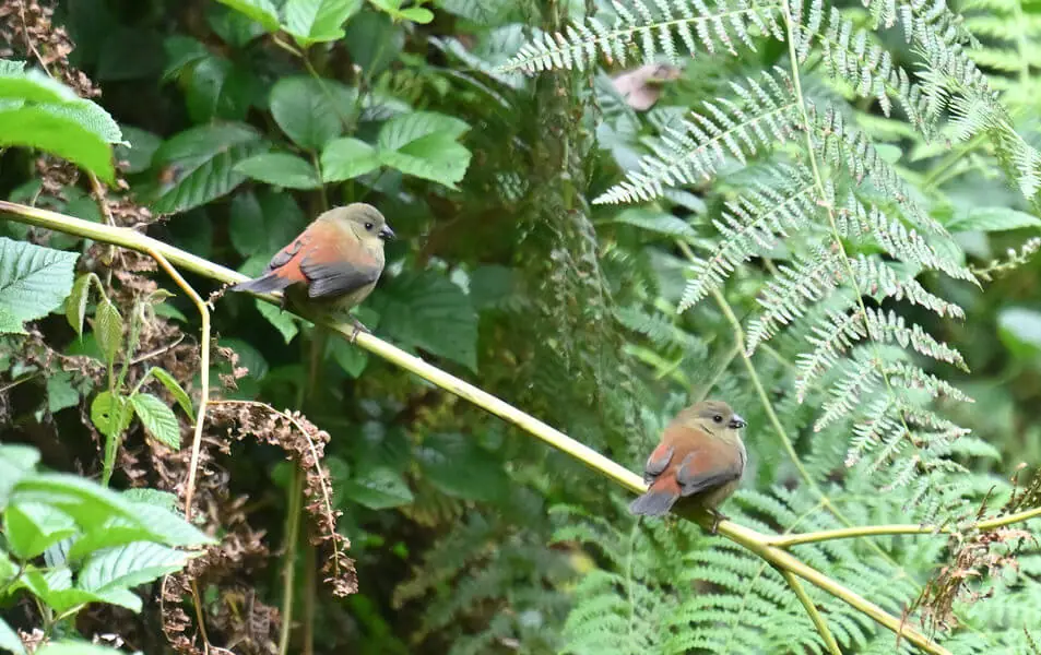 Kenya Birding and Big Game Tour