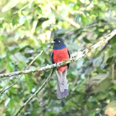 Kenya Birding Tour