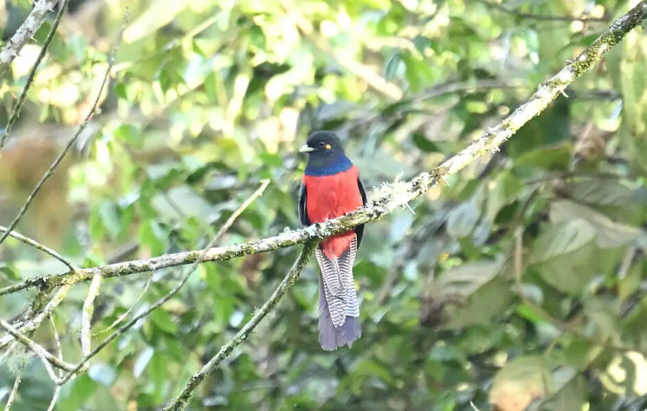 Uganda Birding Tour