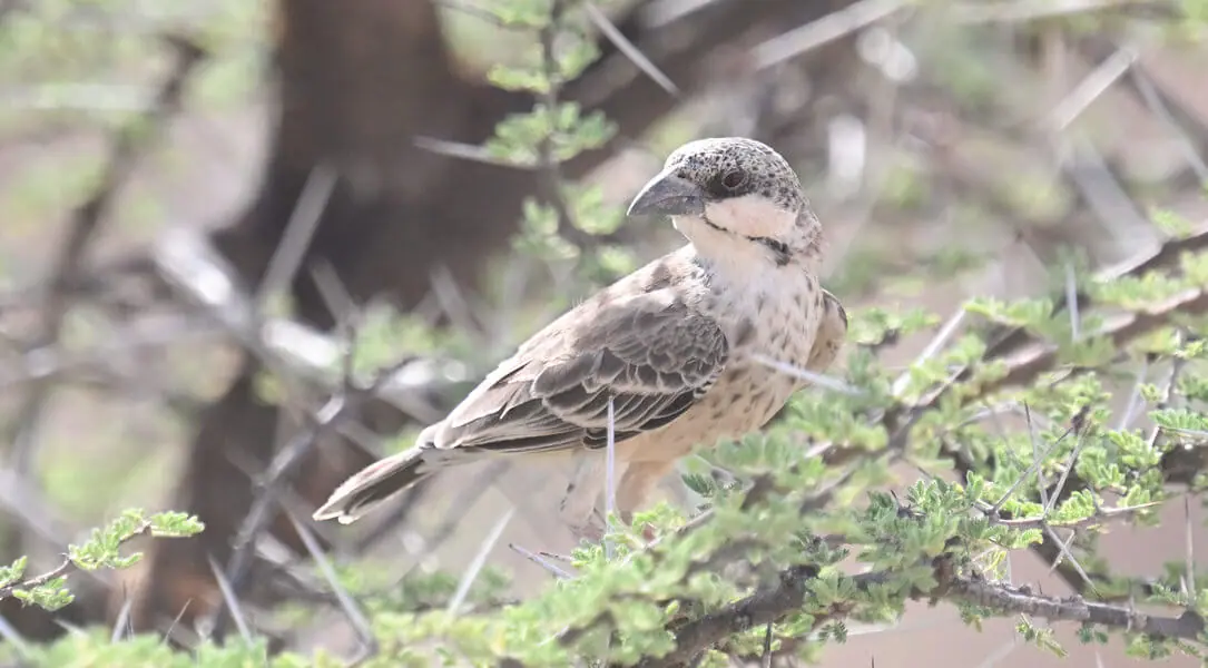 Kenya Birding and Big Game Tour