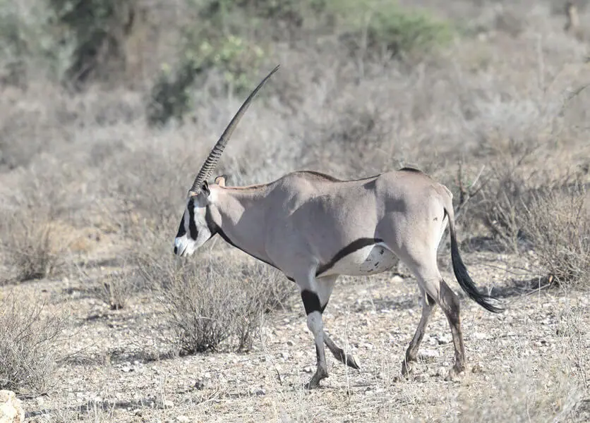 Kenya Birding and Big Game Tour