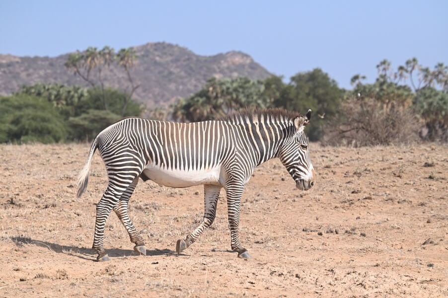 Kenya Birding and Big Game Tour