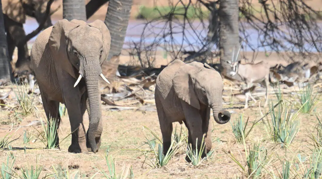 Kenya Birding and Big Game Tour