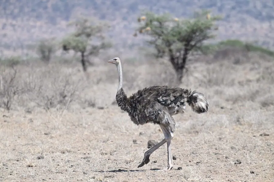 Kenya Birding and Big Game Tour