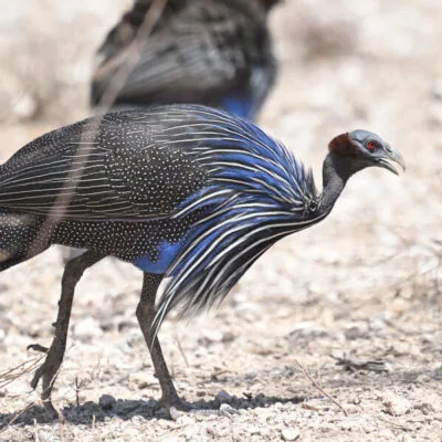 Kenya Birding Tour