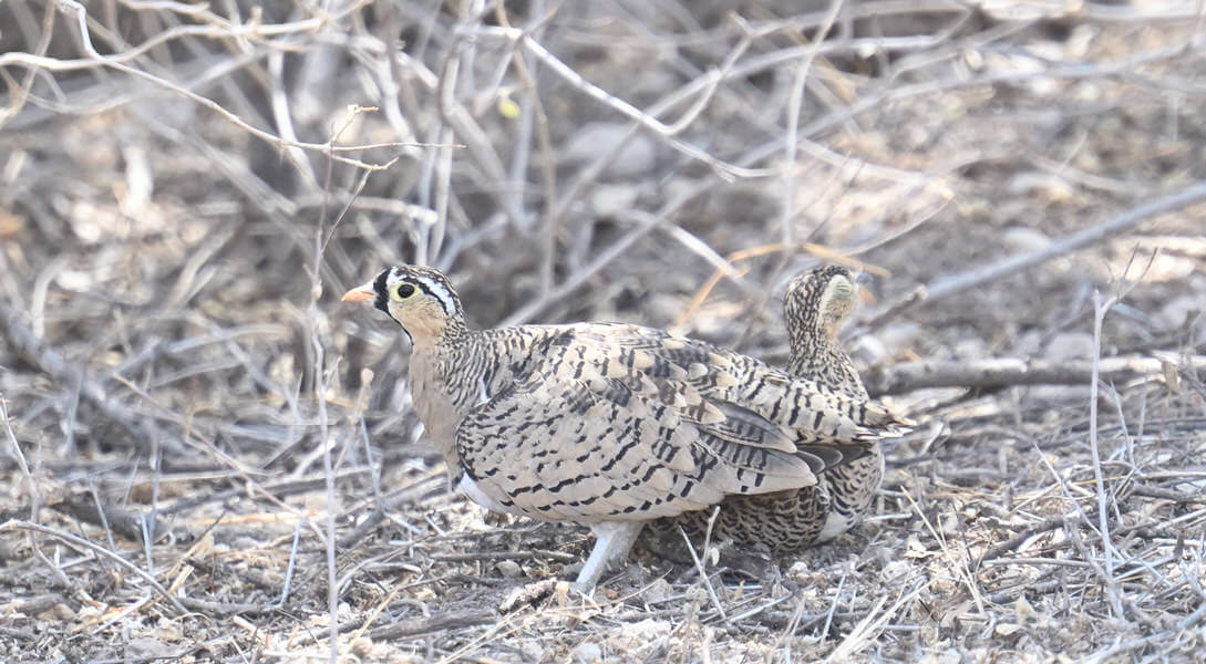 Kenya Birding and Big Game Tour