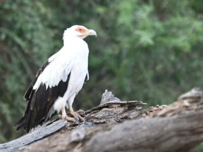 Z62_5238 Mpanga Forest Reserve Birding Day Tour