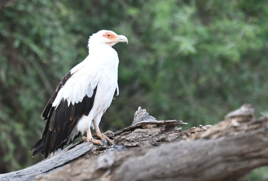 Uganda Birding Tour