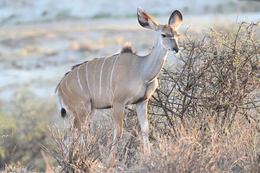 Kenya Birding and Big Game Tour