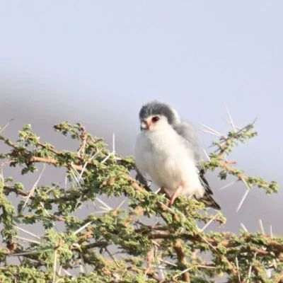 Northern Uganda Birding Safari