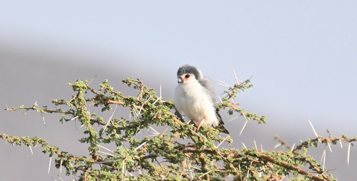 Kenya Birding and Big Game Tour