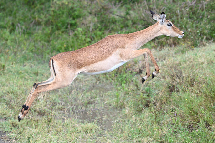 Kenya Birding and Big Game Tour