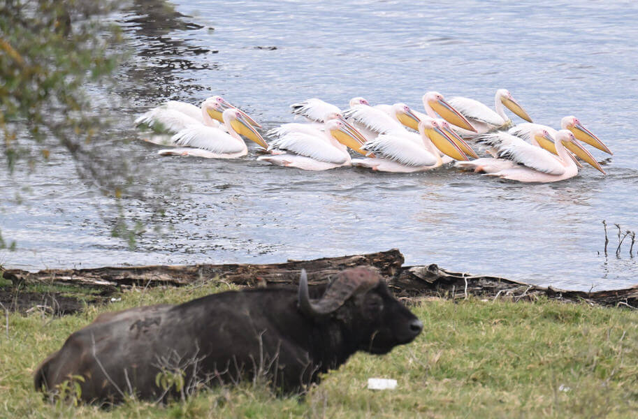 Kenya Birding and Big Game Tour