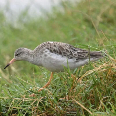 Kenya Budget Birding Tour