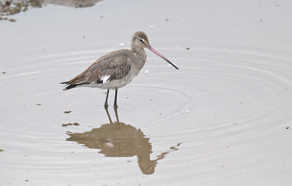 Kenya Birding and Big Game Tour