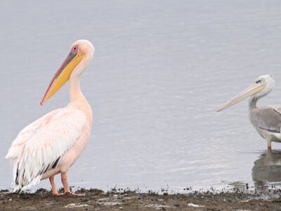 Lake Elmenteita National Wildlife Sanctuary Birding Tour