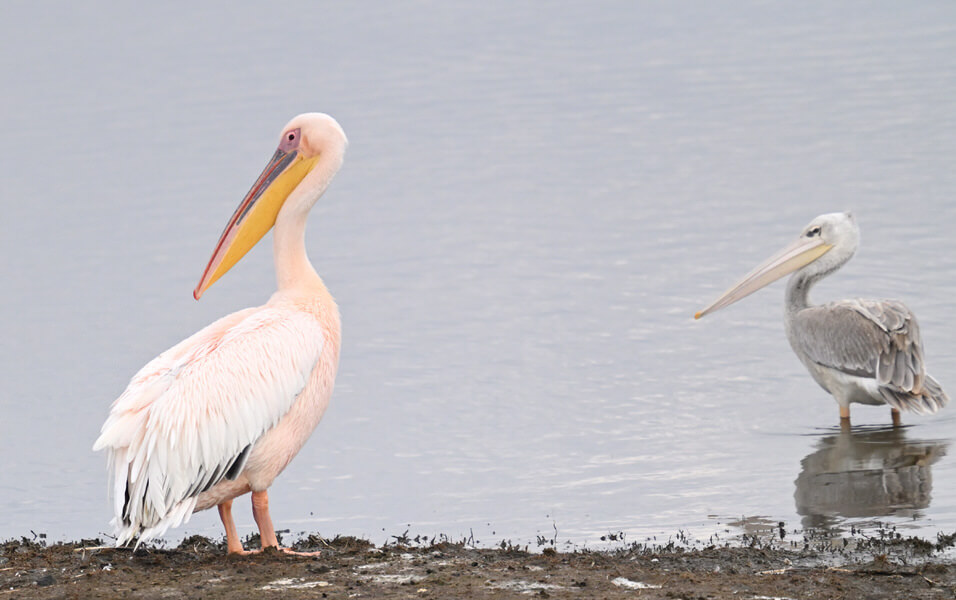 Kenya Birding and Big Game Tour