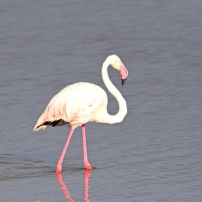 Kenya Birding Tour