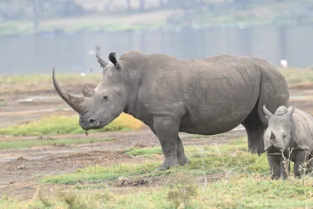 Wildlife Safari