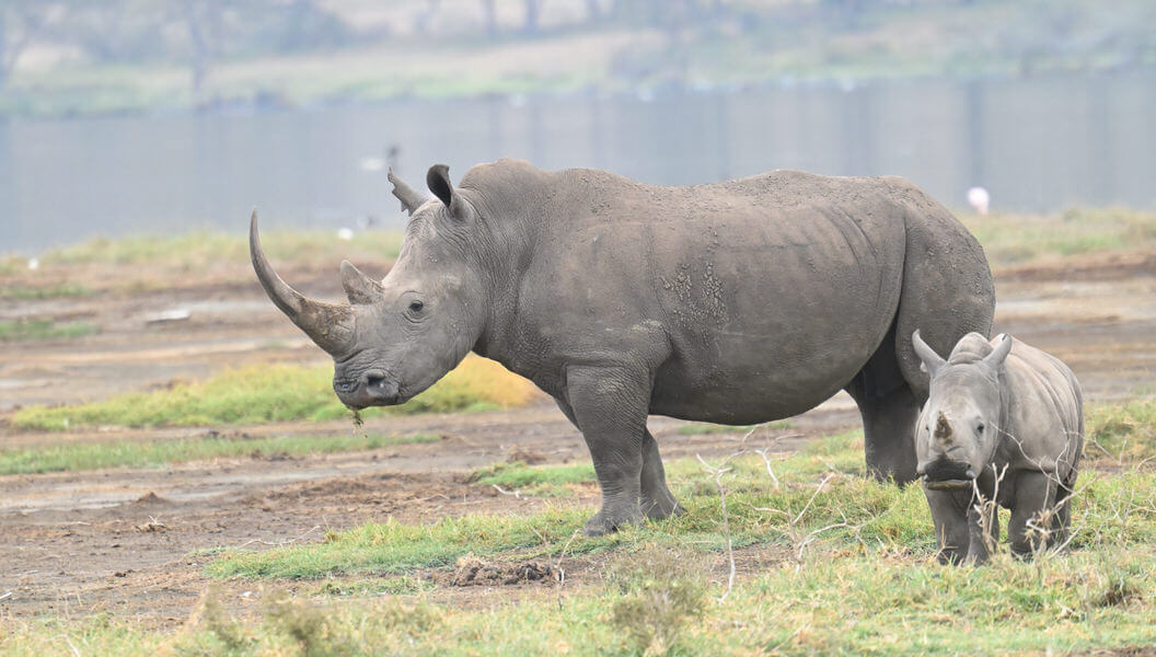 Kenya Birding and Big Game Tour