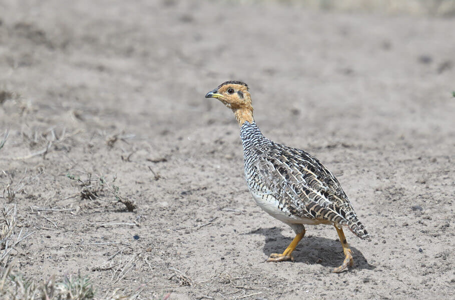 Kenya Birding and Big Game Tour