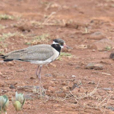 Kenya Birding Tour