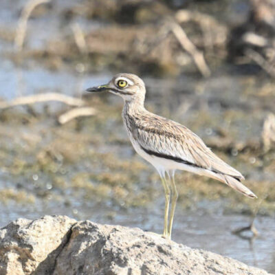 Kenya Budget Birding Tour