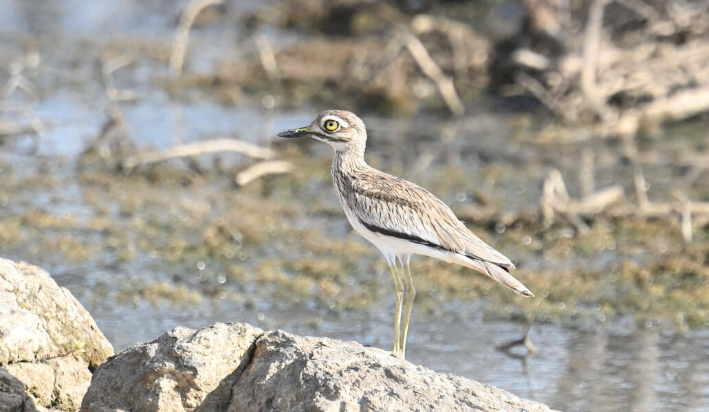 Uganda Birding Tour