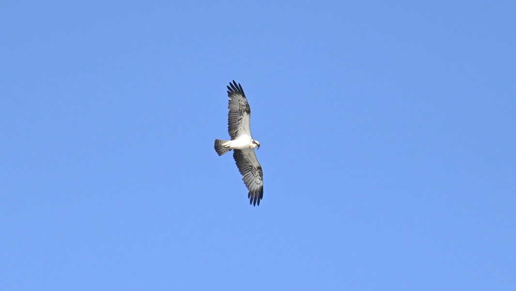 Kenya Birding and Big Game Tour