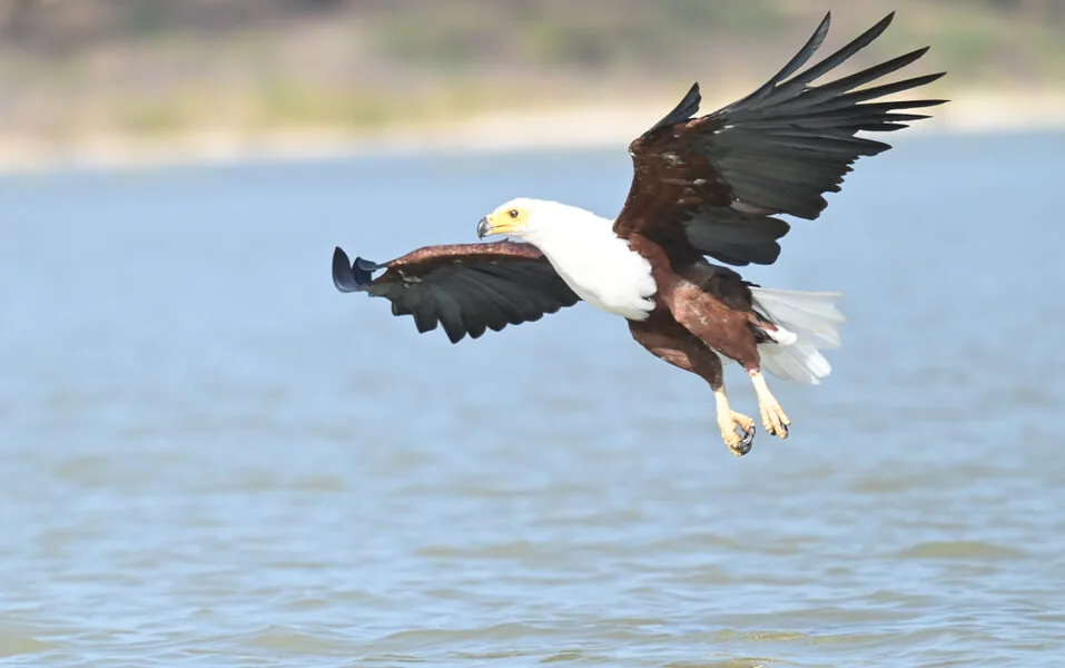 Kenya Birding and Big Game Tour