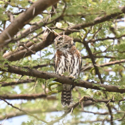 Kenya Birding Tour