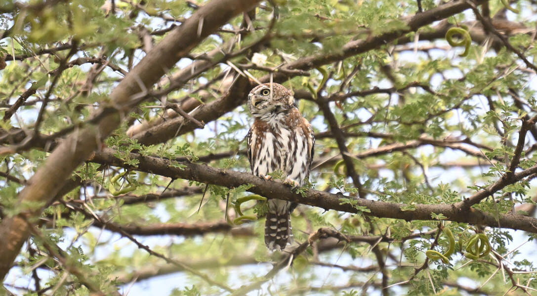 Kenya Birding and Big Game Tour