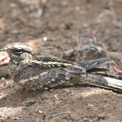 Kenya Birding Tour