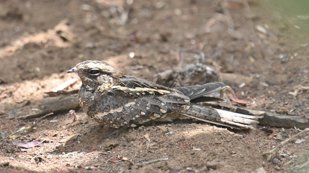 Kenya Birding and Big Game Tour