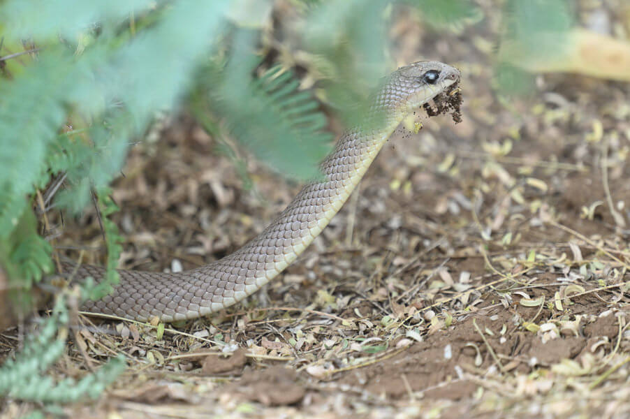 Kenya Birding and Big Game Tour