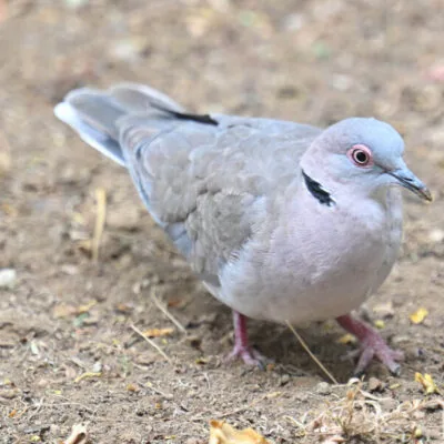 Kenya Birding Tour